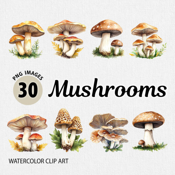 Watercolor Mushrooms PNG Clipart Bundle