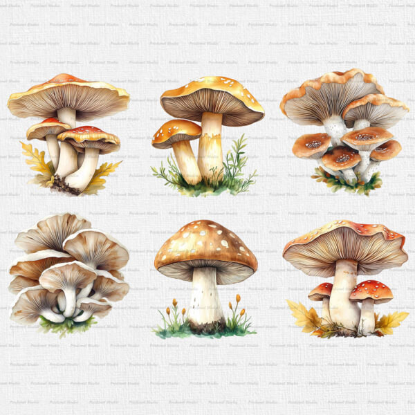 Watercolor Mushrooms PNG Clipart Bundle - Image 3