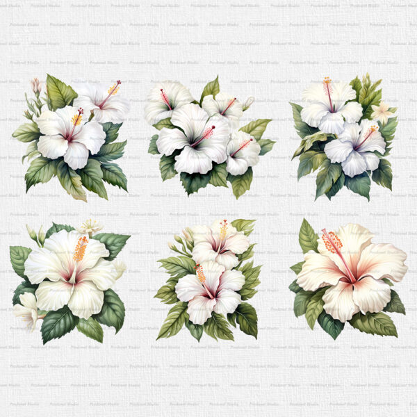 Watercolor White Hibiscus PNG Clipart Bundle - Image 2