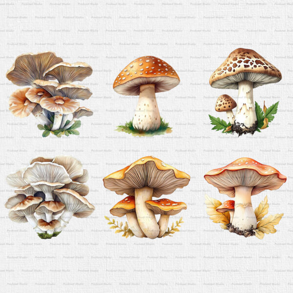 Watercolor Mushrooms PNG Clipart Bundle - Image 4