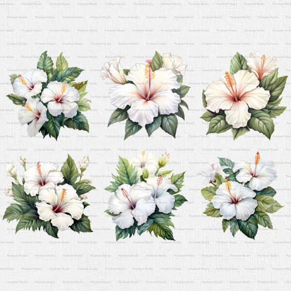 Watercolor White Hibiscus PNG Clipart Bundle - Image 3