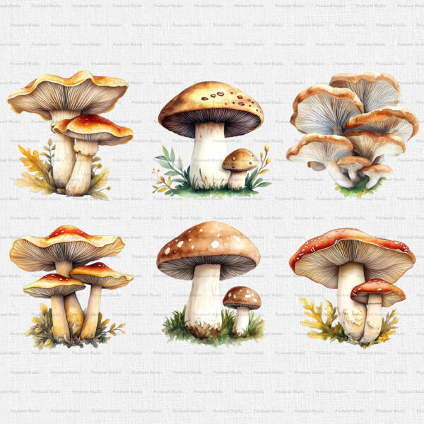 Watercolor Mushrooms PNG Clipart Bundle - Image 5