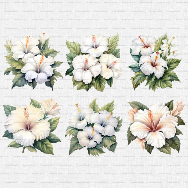Watercolor White Hibiscus PNG Clipart Bundle - Image 4