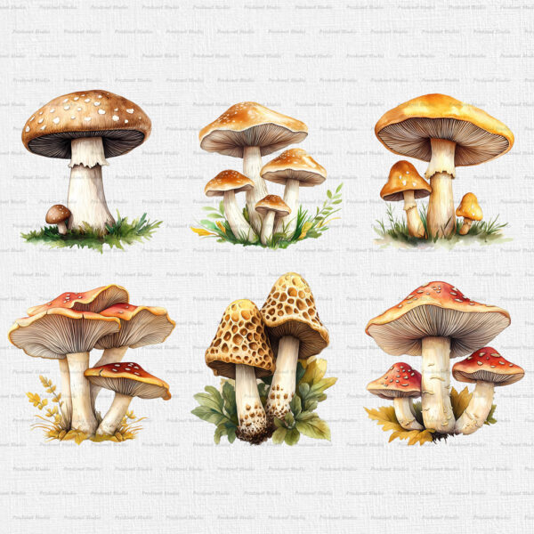 Watercolor Mushrooms PNG Clipart Bundle - Image 6
