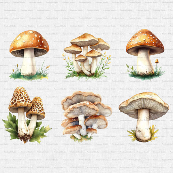 Watercolor Mushrooms PNG Clipart Bundle - Image 2