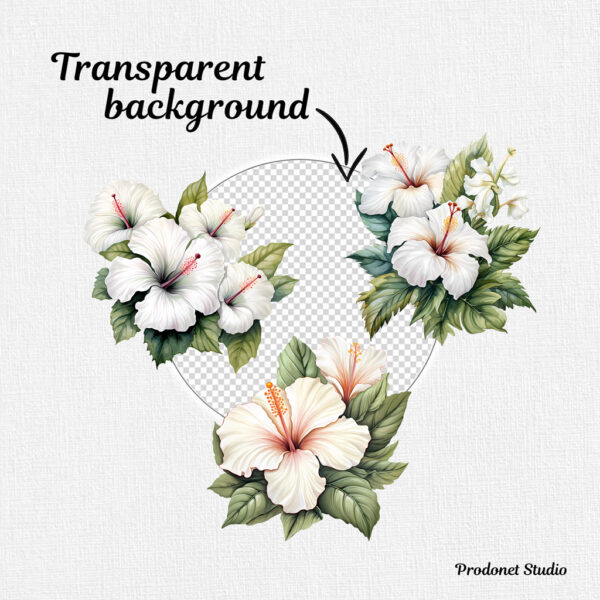 Watercolor White Hibiscus PNG Clipart Bundle - Image 6