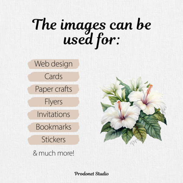Watercolor White Hibiscus PNG Clipart Bundle - Image 7
